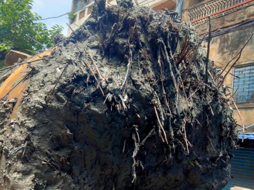 A large ball of sticky grey clay, roots caught in it, clinging to an orange steel tool